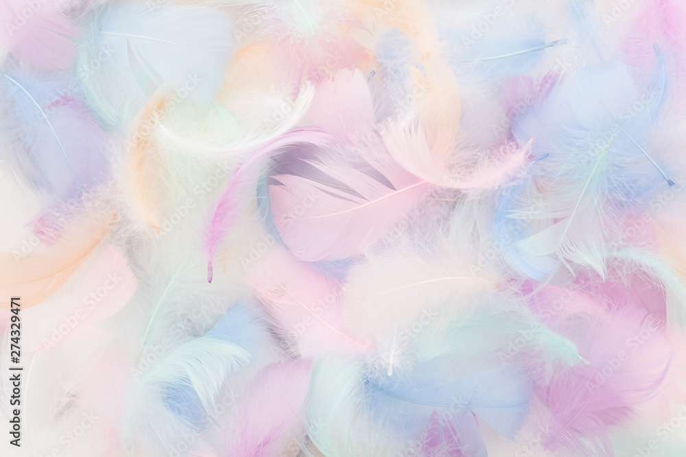abstract nackground with soft colorfull feathers. Flat lay