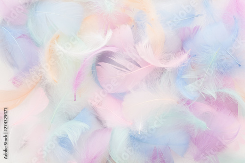 abstract nackground with soft colorfull feathers. Flat lay