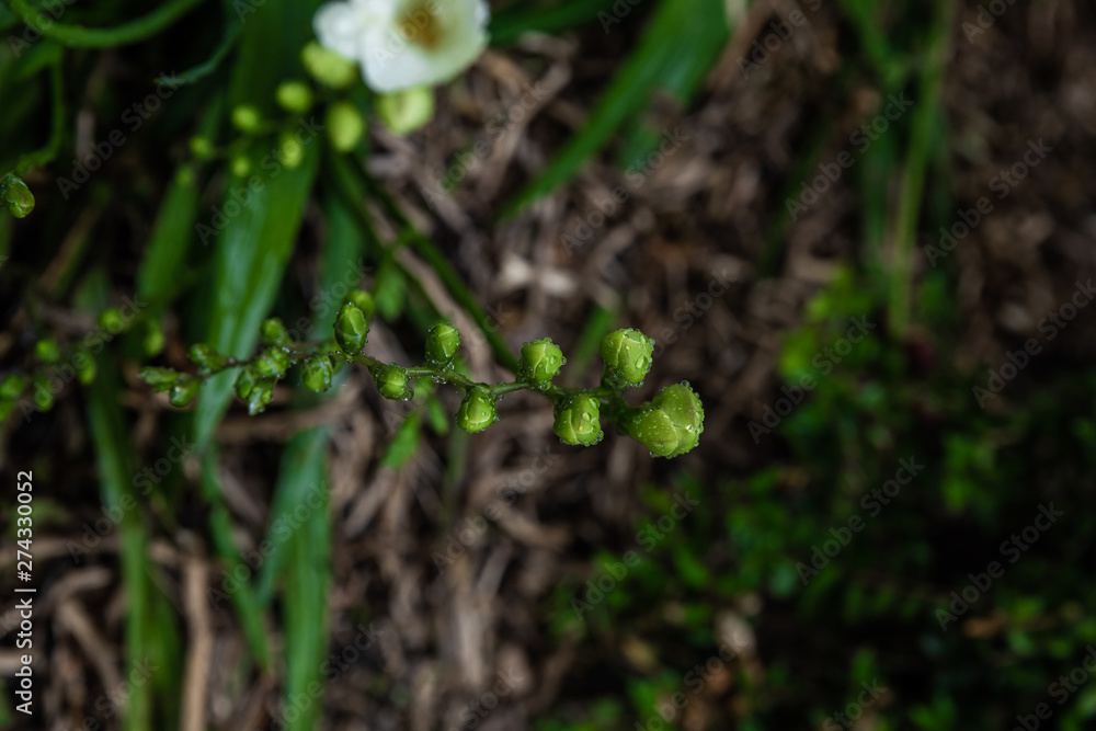 Beautiful flower plant in spring garden Beautiful flower plant in spring garden