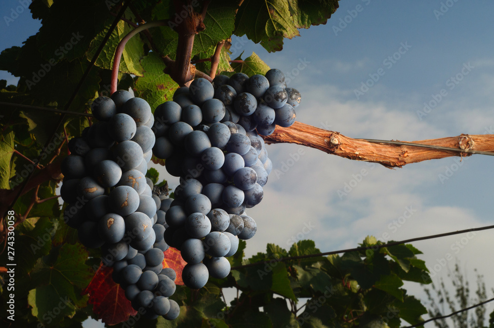 Fototapeta premium vino 20