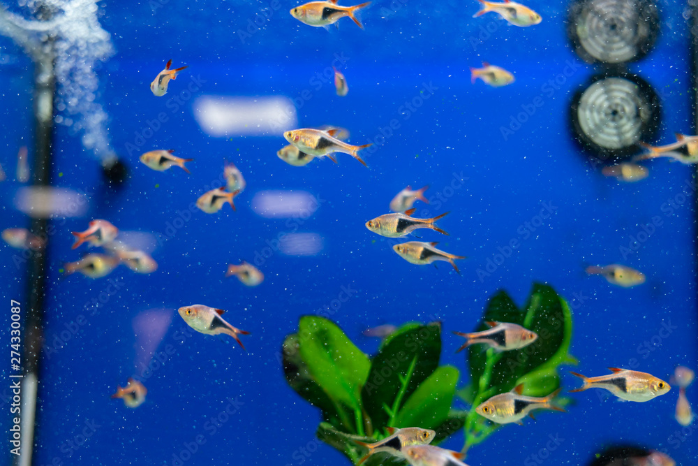 Fototapeta premium Peces en Acuario