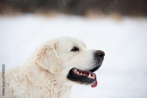 A beautiful, happy golden retriever dog sitting on a sidewalk in a park on a cloudy winter day.