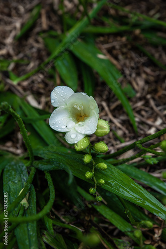 Beautiful flower plant in spring garden