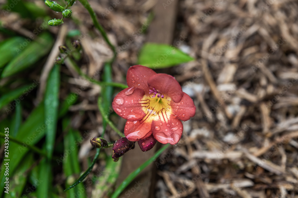 Beautiful flower plant in spring garden Beautiful flower plant in spring garden