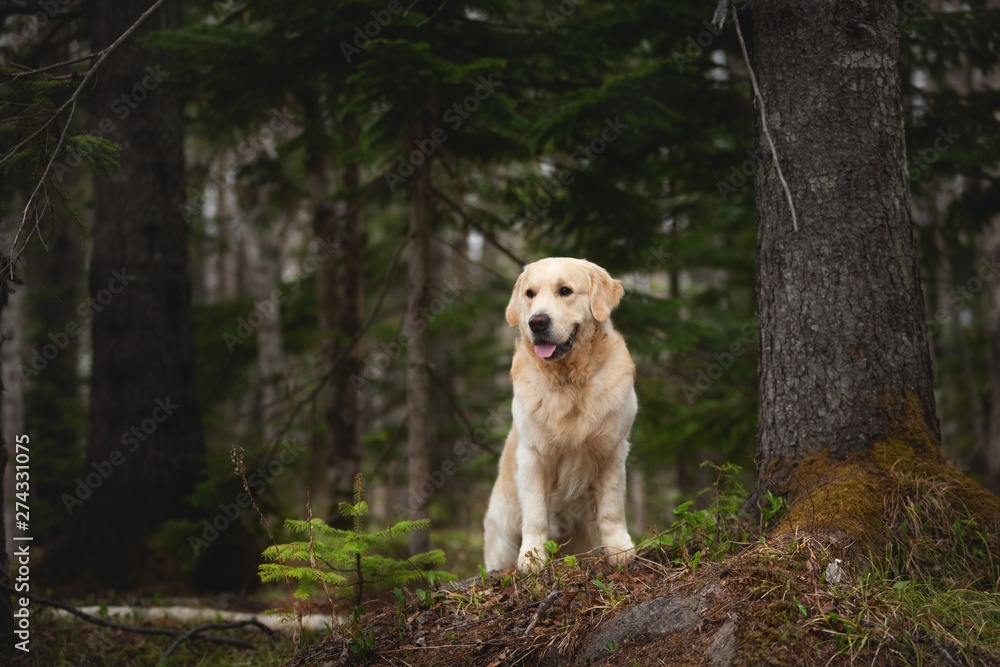 Beautiful and free dog breed golden retriever sitting outdoors in the green forest at sunset in spring