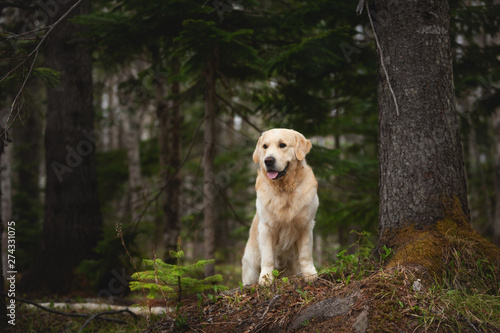 Beautiful and free dog breed golden retriever sitting outdoors in the green forest at sunset in spring