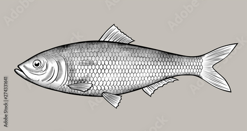Herring fish