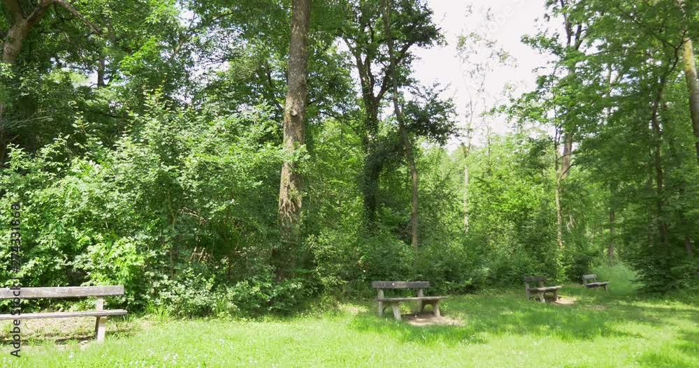 Three beautiful wooden bench in the green forest. Relax outdoor at the park Three beautiful wooden bench in the green forest. Relax outdoor at the park