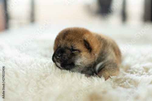 Profile portrait of newborn red Shiba Inu puppy lying on the blanket.