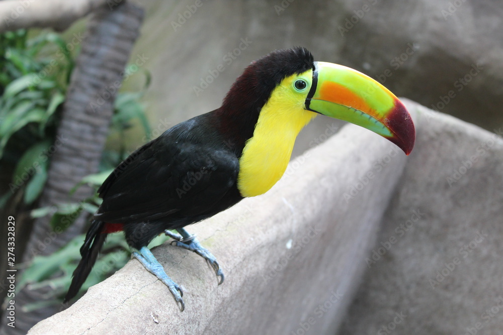 Fototapeta premium toucan on branch