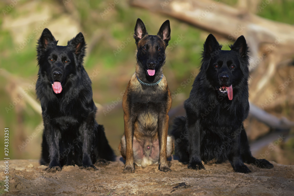 Young Belgian Malinois dog sitting outdoors on a sand between two wet long- haired black German Shepherd dogs at the riverside Photos | Adobe Stock