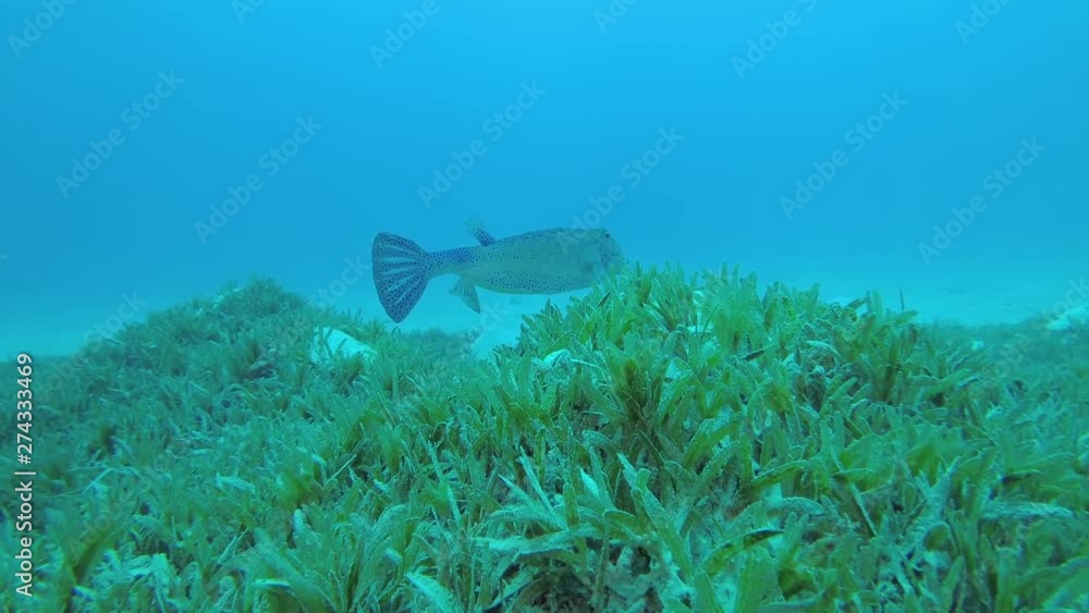 Box fish feeds on the seabed covered with green sea grass on blue water