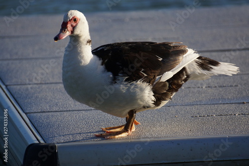 Billede på lærred Madame Gans auf dem Weg zum Abendessen