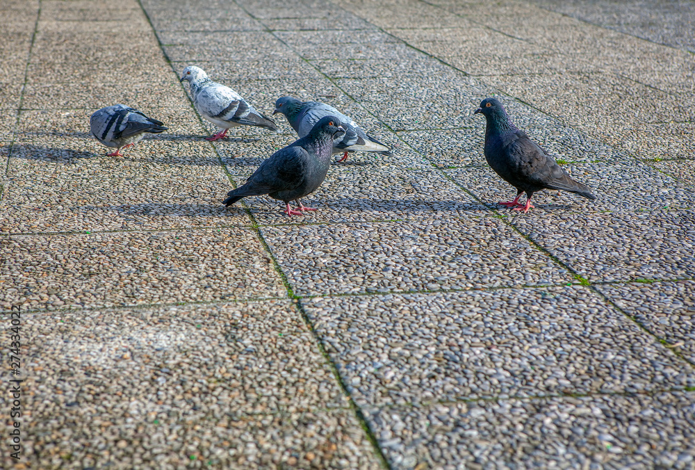 Obraz premium flock of pigeons on the pavement