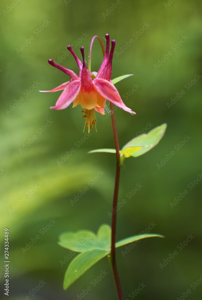 Pink Wild Columbine Flower Pink Wild Columbine Flower
