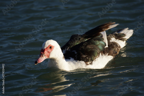 Billede på lærred Schwimmende Gans