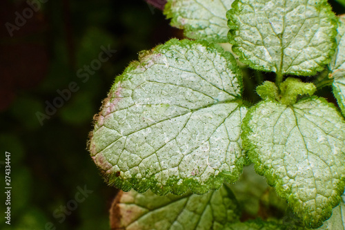 White-green plant leaves, macro high quality