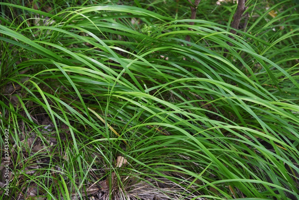 Carex morrowii is an evergreen perennial that grows in the shade of mountains. Carex morrowii is an evergreen perennial that grows in the shade of mountains.