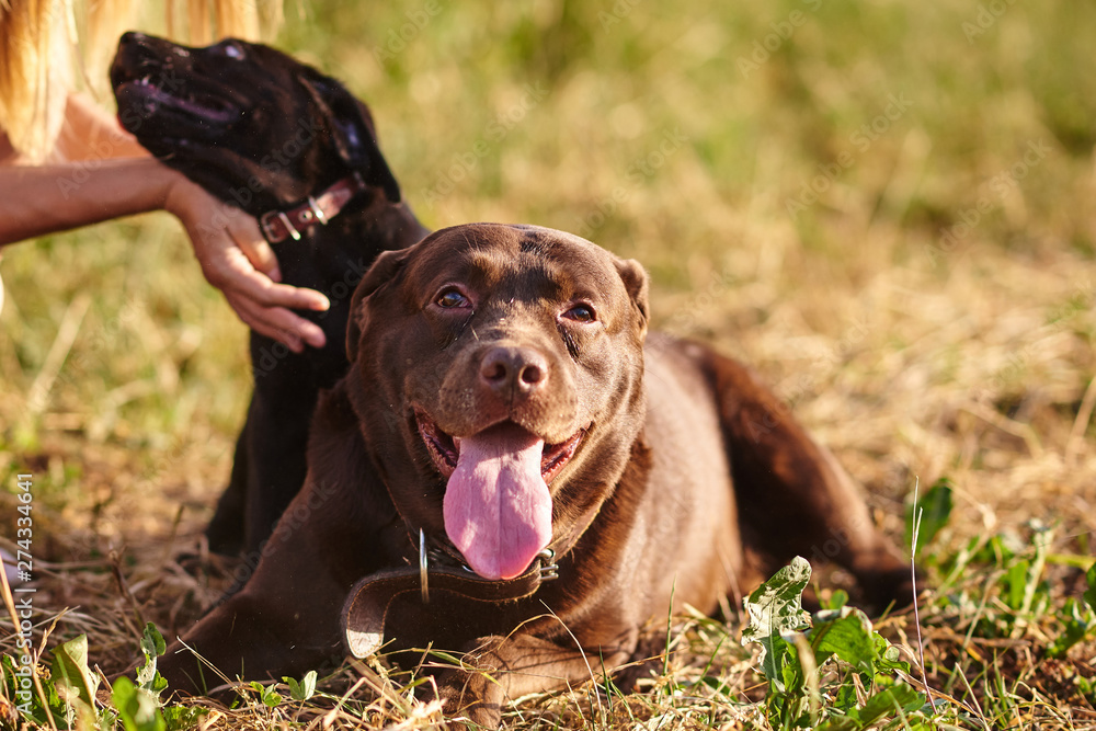 Adult Labrador and small Labrador puppy together on the grass in the Park Adult Labrador and small Labrador puppy together on the grass in the Park