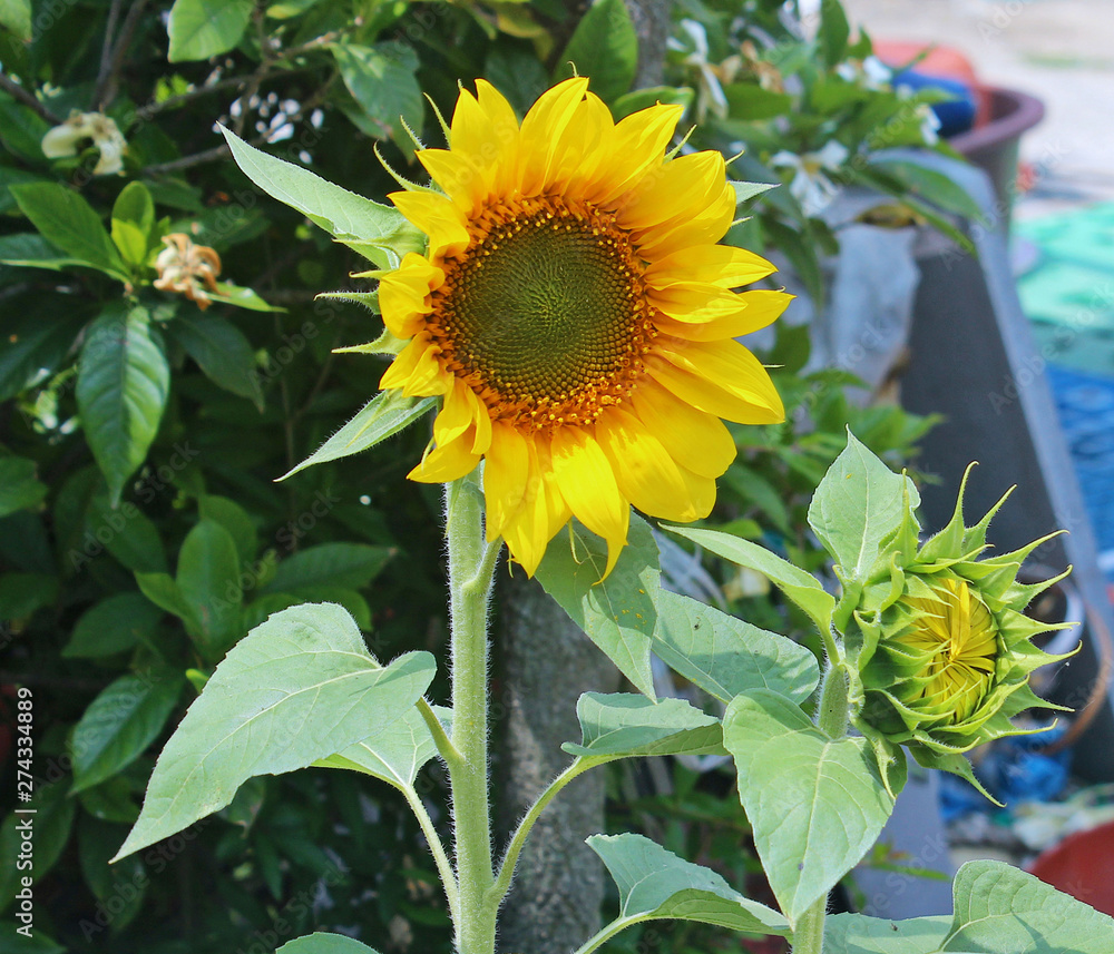 Obraz premium 해바라기꽃