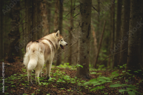 Free and beautiful dog breed siberian husky standing back to the camera in the dark mysterious forest