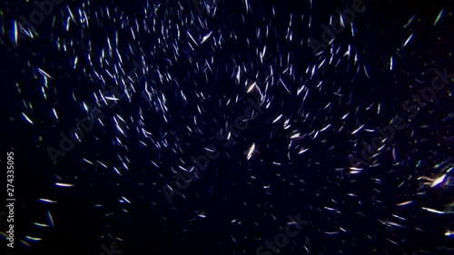 School of anchovy swims glistening at night - Underwater shots  photo