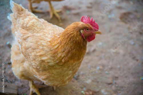 A beautiful view of chicken in nature.