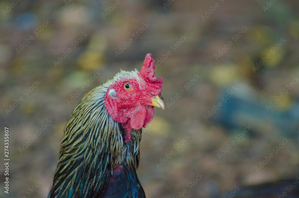 Fototapeta premium A beautiful view of chicken in nature.