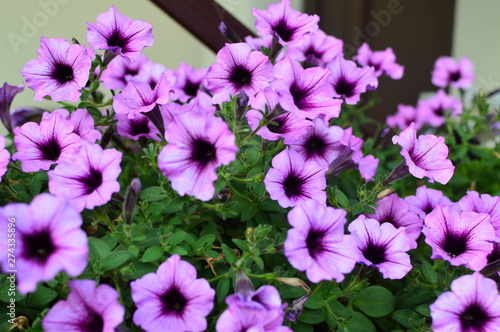 Bright color-saturated petunia flower in the garden