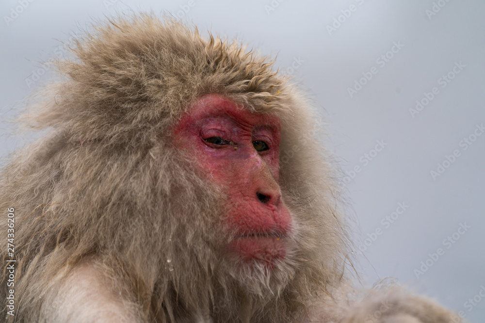 Naklejka premium 温泉に入るニホンザル スノーモンキー