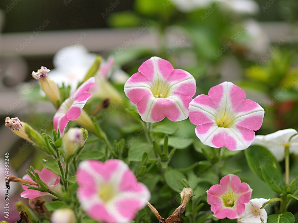 ペチュニアの花