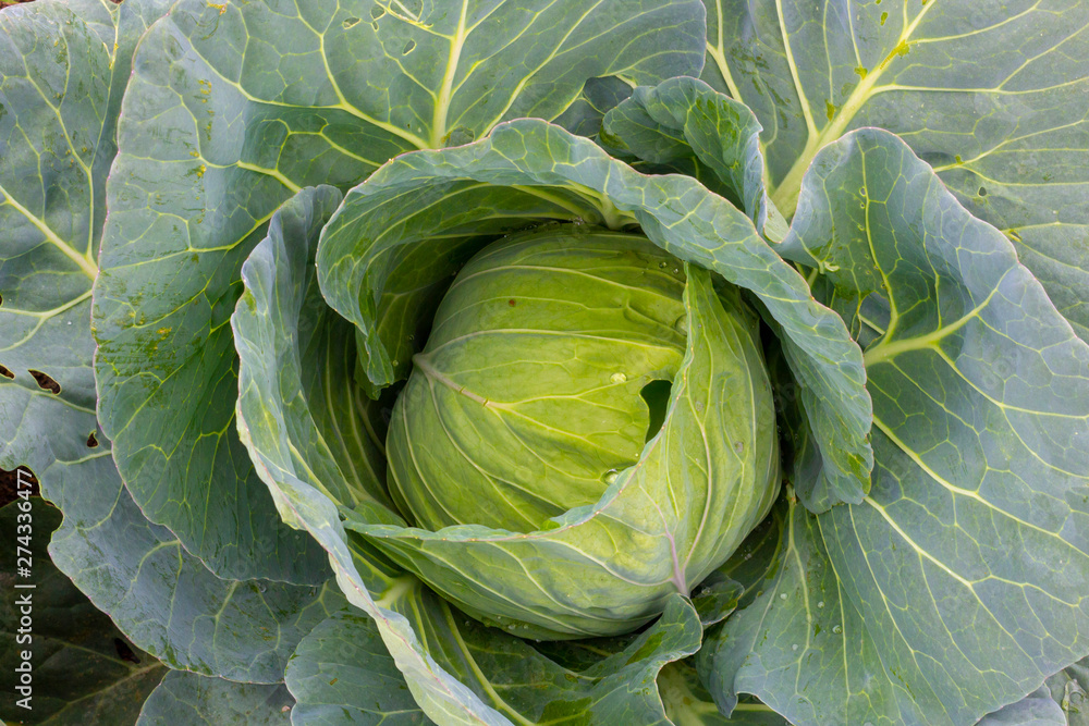 Fototapeta premium Cabbage (Brassica oleracea) in vegetable garden