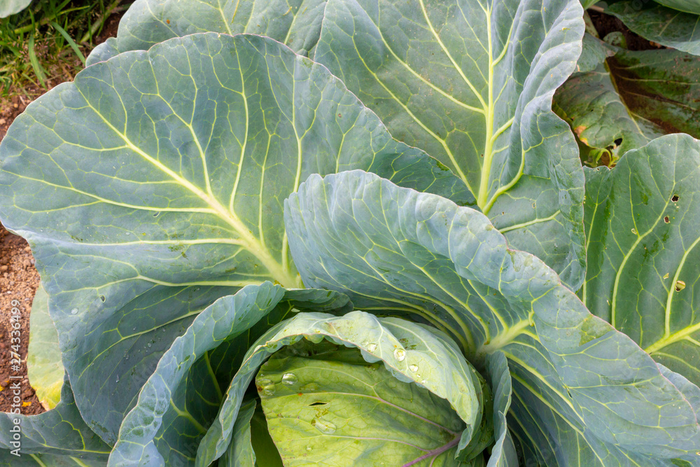 Obraz premium Cabbage (Brassica oleracea) in vegetable garden