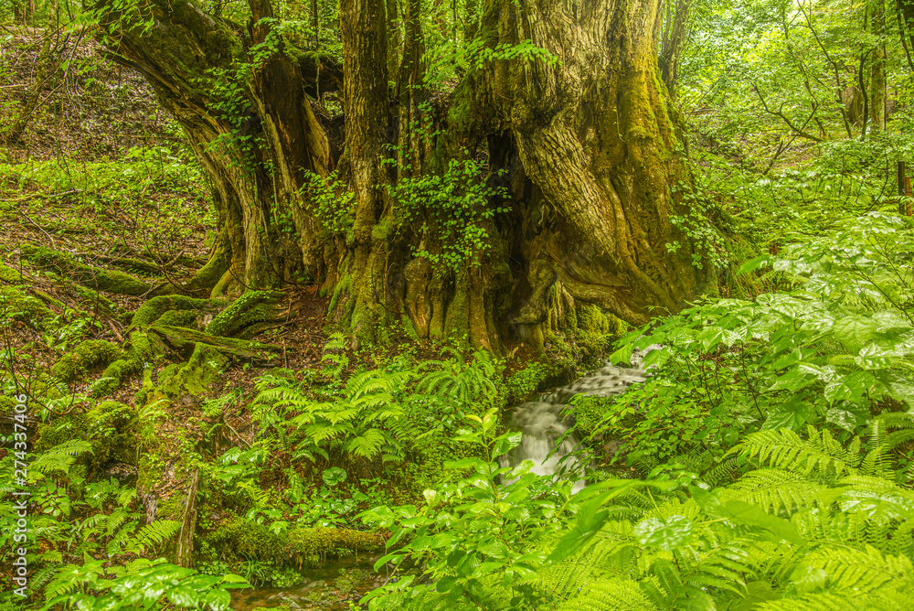 兵庫県・樹齢千年、自然公園のシンボル大かつら