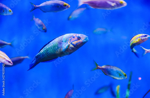 Tropical fishes of blue tones 