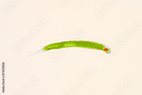 Bilde på lerret Euglena is genus of single-celled flagellate Eukaryotes.