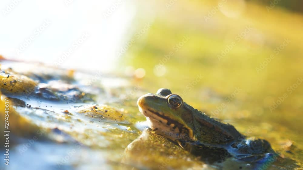 green frog in the pond in a swamp. Rana Esculenta . frog on nature in water. animal lifestyle wild concept green frog in the pond in a swamp. Rana Esculenta . frog on nature in water. animal lifestyle wild concept