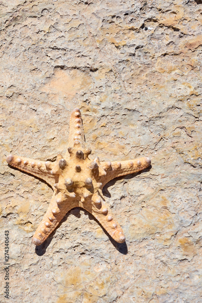 Starfish on a stone background. Copy space. Starfish on a stone background. Copy space.