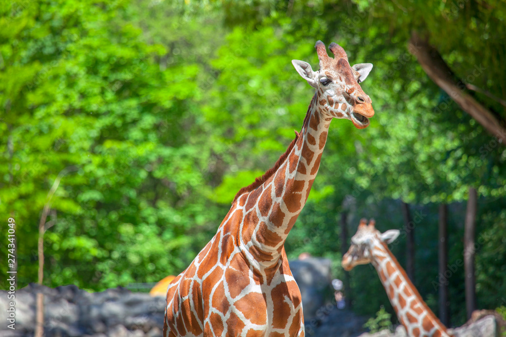 cute giraffes in african safari 