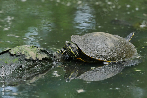 turtle with yellow stripe