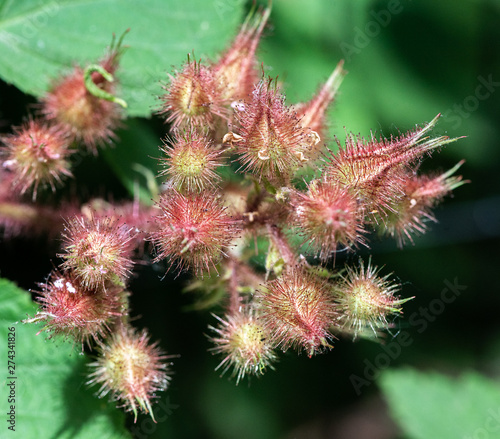 Deep Red and Yellow Hues on Wineberry Buds and Leaves