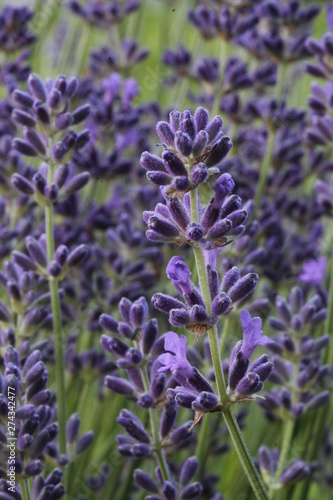 Lavender purple flowers in bloom