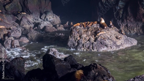 Wallpaper Mural seals on the rock Torontodigital.ca