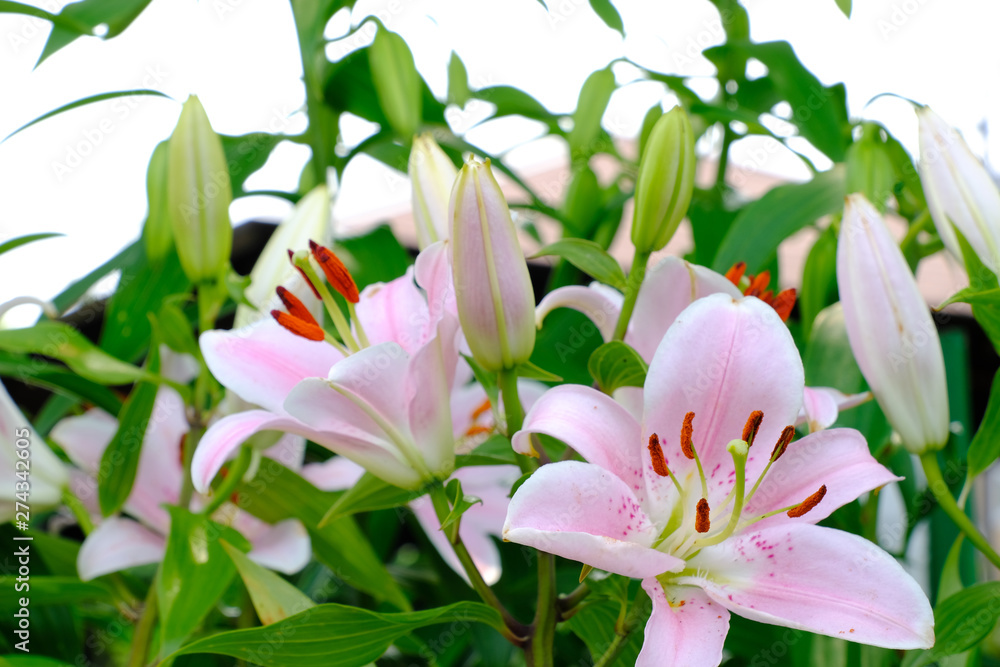 pink lily on green background