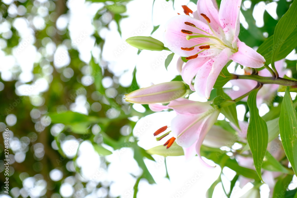 flowers on a green background