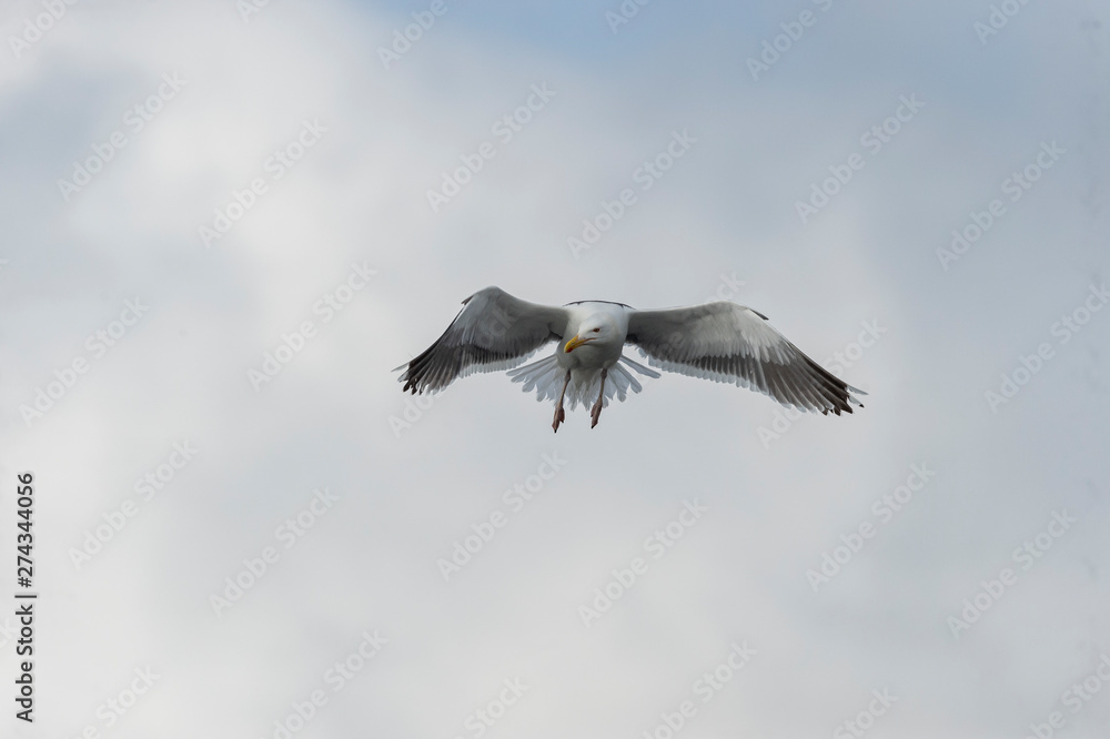 Obraz premium Great Black-backed Gull easing toward a landing
