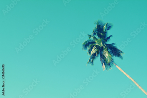 blue sky and coconut tree spring,summer nature wallpaper background