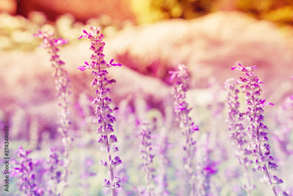 Fototapeta premium purple spring flowers nature wallpaper background