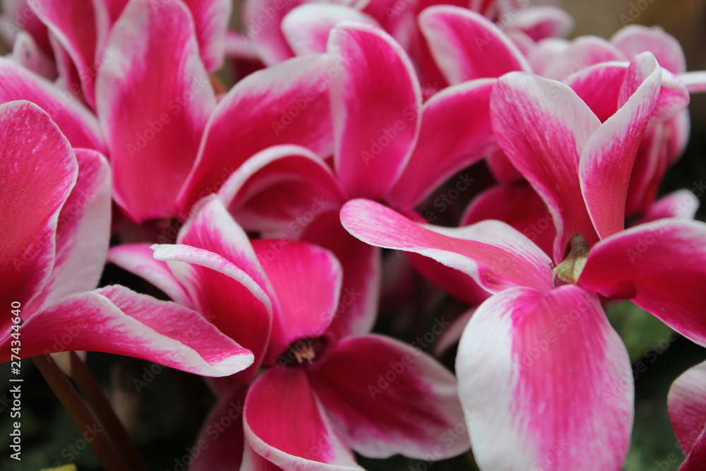白いラインが可愛らしいピンクの花 白いラインが可愛らしいピンクの花