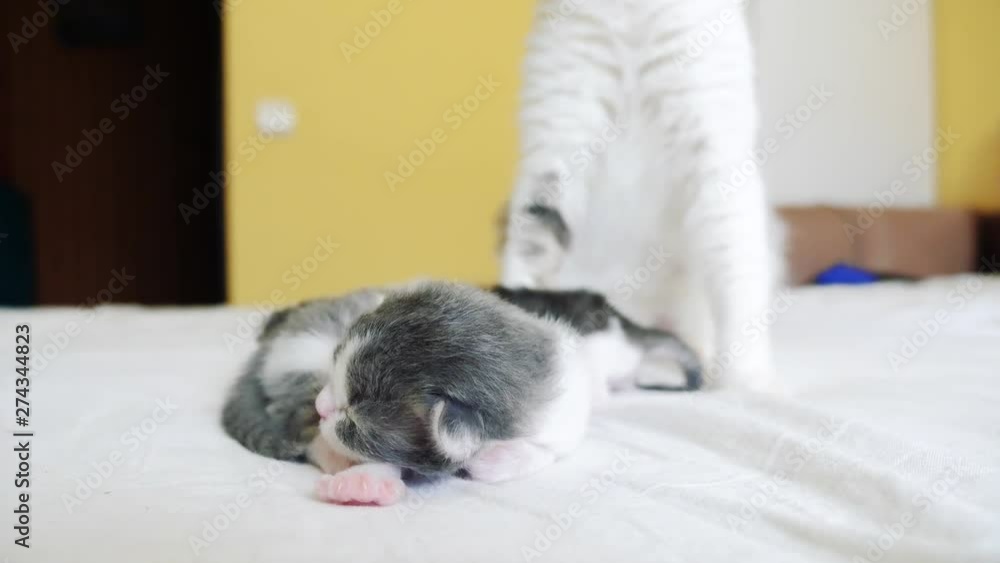 happy family cat mom with newborn kittens the children. cat licks lifestyle little kittens. domestic animal concept happy family cat mom with newborn kittens the children. cat licks lifestyle little kittens. domestic animal concept
